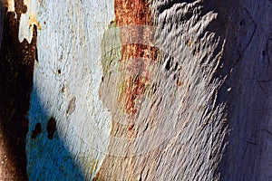 Dramatic contrasting colours and rich texture close-up of tree bark