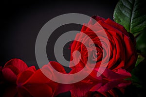 Dramatic crimson rose and fallen petals reflecting on a dark surface.