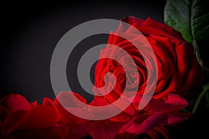 Dramatic crimson rose and fallen petals reflecting on a dark surface.