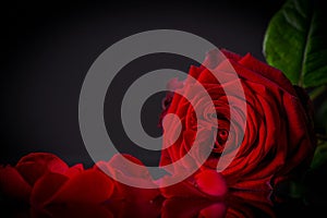 Dramatic crimson rose and fallen petals reflecting on a dark surface.