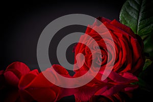 Dramatic crimson rose and fallen petals reflecting on a dark surface.