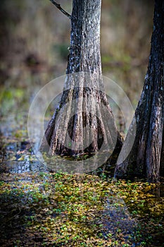 Dramatic cypress trees of the everglades