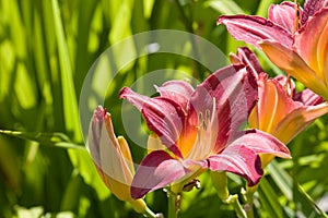 Dramatic daylily