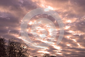 Dramatic evening sky with mistletoes