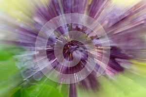 Dramatic explosion blur of lilac flower with zooming effect