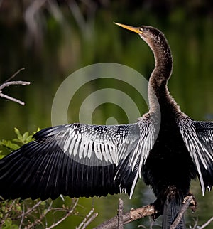 Dramatic feathers of the black and white anhinga