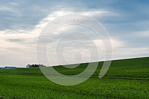 Dramatic field of green