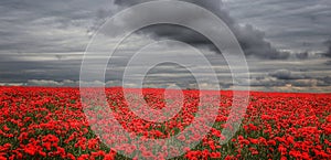 dramatic field of poppies
