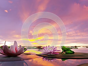 Dramatic fiery sunset reflecting in the pond surface with waterlily plants