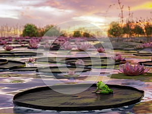 Dramatic fiery sunset reflecting in the pond surface with waterlily plants