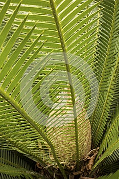 Dramatic foliage and cone of a cycad in south Florida.