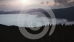 Dramatic forest landscape in high mountains. Drone flying over pine trees, morning fog over valley