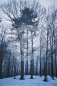 Dramatic forest trees at winter dawn