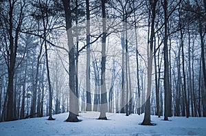 Dramatic forest trees at winter dawn