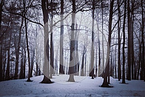 Dramatic forest trees at winter dawn