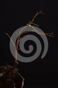 The dramatic frightening image of the dried tree among stones on a dark background. Low key photography