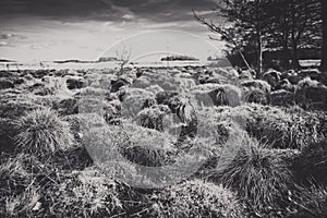 Dramatic grass plain
