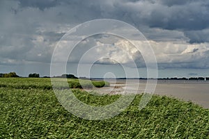 Dramatic grey sky over green reed at the river Weser Germany