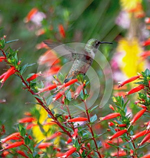 Dramatic hummingbird in flight San Diego Balboa Park