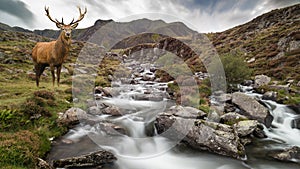 Dramatic landscape image of red deer stag by river flowing down