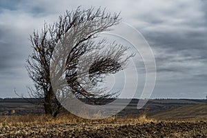 Dramatic landscape, late autumn, bare tree branches and agricultural field with dry wheat, cloudy weather with a stormy sky