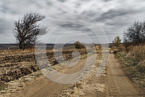 Dramatic landscape, late autumn, dirt road through an agricultural field with dry wheat, bare tree branches, cloudy weather with a