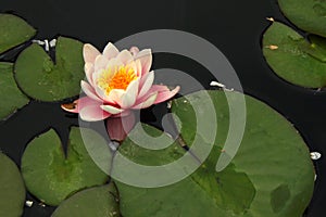 Dramatic Lily and Lilypads in Garden Pond