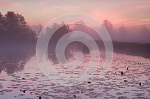 Dramatic misty sunrise over lake with water lily