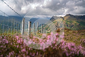 Dramatic moody rain clouds and blooming heather on the fells of the Lake District