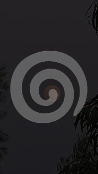 Dramatic moonrise featuring full moon between trees with intense color and dark