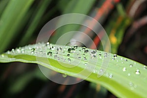 Dramatic morning dew drops on green long leaves