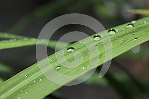 Dramatic morning dew drops on green long leaves