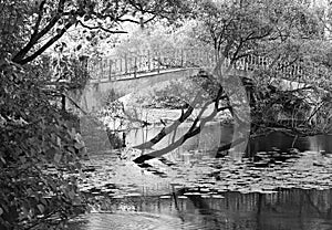 Dramatic park bridge backdrop