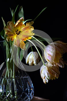 Dramatic parrot tulip