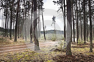 Dramatic photo with a detail of a pine forest in the spring when cloudy skies in Macha's Land in Czech republic