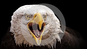 Dramatic portrait of a bald eagle on a black background