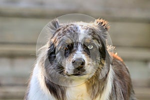 Dramatic portrait of red tri Miniature American Shephard with blue eyes