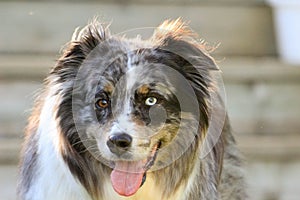 Dramatic portrait of red tri Miniature American Shephard with blue eyes