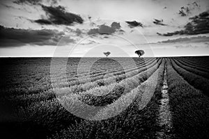 Dramatic process of summer landscape in Provence. Lavender flowers and trees. Amazing scenery