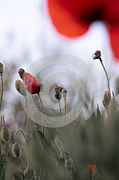 Dramatic Red Poppy Emerging in Soft Focus