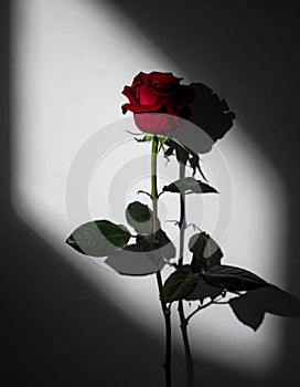 Dramatic Red Rose with Light and Shadow on a White Wall Background