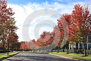 Dramatic Row of Red Maple Trees