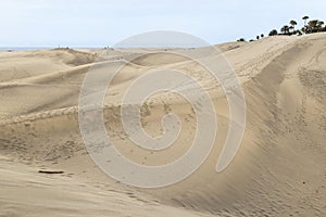 Dramatic sand dunes at Maspalomas on Gran Canaria. with palm trees.