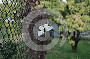 Dramatic scene of white butterfly dying into cobweb near wire mesh fence in garden with green foliage background. Fragility