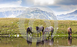 Dramatic scenery in the Alps, with stormy cloudscape and wild horses