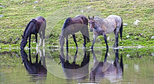 Dramatic scenery in the Alps, with stormy cloudscape and wild horses