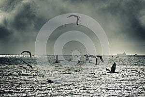 Dramatic sea gull flight