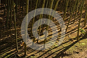 Dramatic shadows in bamboo forest (2)