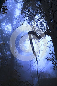 Dramatic shot of creepy and foggy trees in a dark forest