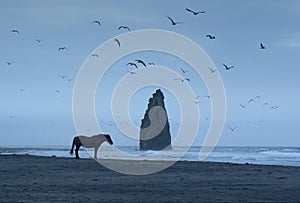 Dramatic Shot with Lonely Horse on Kunashir island with Devil`s Finger on Background